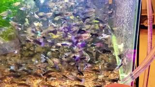 20 gallon guppie tank overpopulated and healthy [upl. by Outhe]