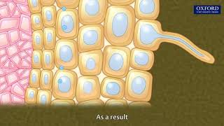 Animation 103 Absorption of water in plants [upl. by Allan]