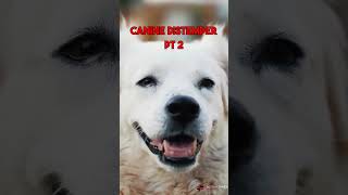 What is canine distemper [upl. by Thomas]