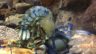 Rare Blue Lobster Molting [upl. by Furlong]