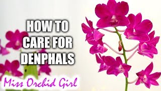 How to grow Dendrobium Phalaenopsis Orchids successfully  Complete care guide [upl. by Sulecram899]