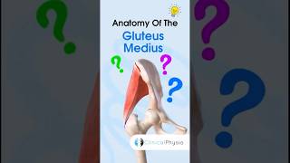 Gluteus Medius Anatomy anatomy physiotherapy physicaltherapy gluteusmedius [upl. by Jeaz873]