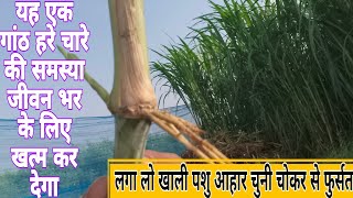 इस हरे चारे से 10 रोजगार कर सकते हो नौकरी करने की जरूरत नहीं super napier Grass price Napier grass [upl. by Nnayrrehs]