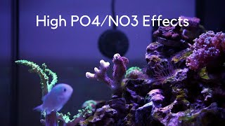 Effects of High PhosphatesNitrates in your Reef [upl. by Eninahs]