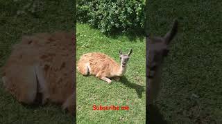 Guanaco south America animal video [upl. by Almond431]