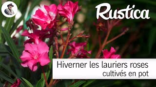 Comment hiverner le laurierrose cultivé en pot [upl. by Aniri]