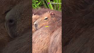 Capybara Facts  Things you should know about Capybara 1 [upl. by Nnoved]