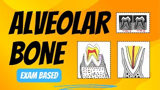 Structure of Alveolar Bone  Alveolar Bone Histology [upl. by Dosh]