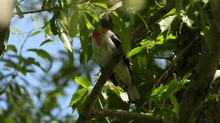 Rosebreated Grosbeak song [upl. by Ivgnout]