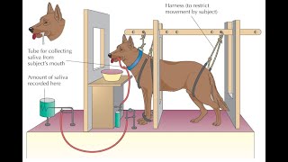 Classical vs Operant The Conditioning [upl. by Akilegna]