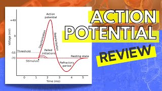 013 A Review of the Action Potential [upl. by Nnylyt]