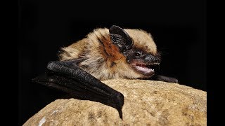 Savis pipistrelle  Hypsugo savii  Cyprus [upl. by Annorah]