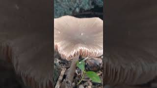 Beautiful Pluteus sp mushroom fungi mushroom [upl. by Gorton]