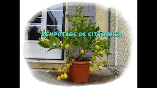 Comment rempoter un citronnier  Monjardindansleslandes [upl. by Aihsyn]