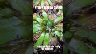 Pygmy sundew collection getting its gemmae game on pygmysundew drosera [upl. by Richmond]