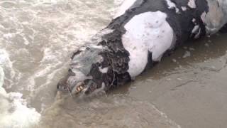 Large Dead Seal Washed up on Venice Beach in California [upl. by Kloman]