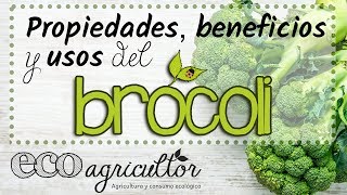 Propiedades beneficios y usos del BRÓCOLI o BRÉCOL  ECOagricultor [upl. by Adile32]