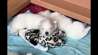 Samoyed Puppies 3 Weeks Old [upl. by Nibuz]