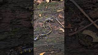 Spotted Salamander Double Flip amazing shortvideo salamander satisfying nature [upl. by Amada]