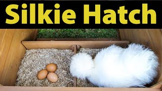 How my Silkie Hen hatch her eggs [upl. by Frasch]