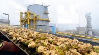 Beautiful Modern Technology Factory  Sugar Beet Processing Plant Automatic  Sugar Factory [upl. by Eaned]