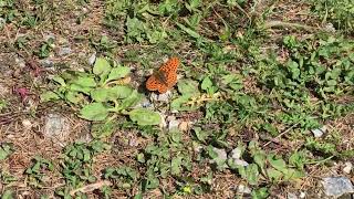 エウプロシュネーカラフトヒョウモンBoloria euphrosyne Pearlbordered Fritillary 20240630 Ceillac France [upl. by Leggett]