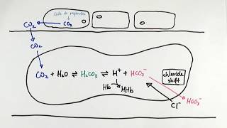 AS Biology  Carbon dioxide transport in red blood cells OCR A Chapter 84 [upl. by Queridas]