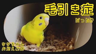 ななちゃんは毛引き症だった？お迎え当時の秘話／The secret story of welcoming a parakeet Did Nana have hair pulling disorder [upl. by Prent400]