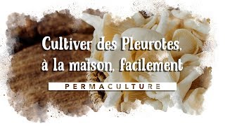 Comment cultiver des Pleurotes à la maison facilement 🍄 [upl. by Chita]