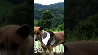 Pet Dogs How to Understand Your Dogs Languagepetdogsshortlechamkingdom8 [upl. by Naves585]