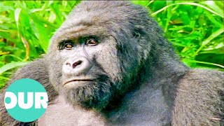 This Movie About Gorillas In Zaire took SEVEN Years To Make Incredible Story  Our World [upl. by Eilliw]