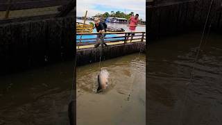 The pirarucu is the largest fish in the Amazon It can also breathe air brazil fish pirarucu [upl. by Laitselec]