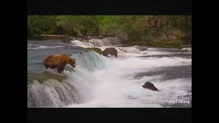 Bear 747 Catches One Fish After Another at Brooks Falls 07012024 exploreorg [upl. by Kerry]