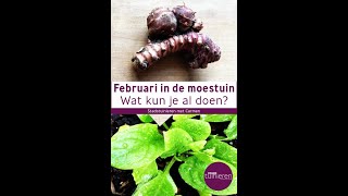 Stadstuinieren  De moestuin in februari Aardpeer planten moestuin [upl. by Horn780]