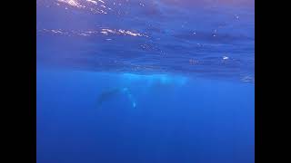 Snorkeling with Humpback Whales Moorea French Polynesia [upl. by Caressa653]