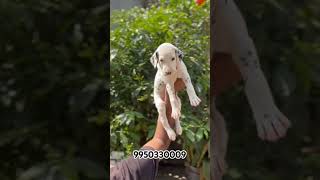 Dalmatian Puppies l डालमेशियन कुत्ता l Sale India l trending trendingshort shortfeed shorts dog [upl. by Ennayhs]