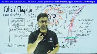 Cilia and Flagella  Cell The Unit of Life  Class XI NEET Biology Lecture by Wamiq Sir [upl. by Aynnek488]