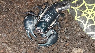 Thai forest scorpion Heterometrus cimrmani an introduction [upl. by Aundrea]