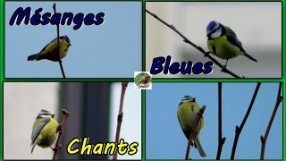 MESANGE BLEUE chants différents [upl. by Akeim]