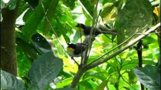 Whitenaped BrushFinch  Atlapetes albinucha  Aves de Colombia [upl. by Ahsil968]