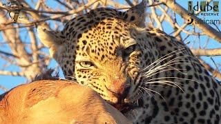 Male Leopard Has An Impala For Breakfast As Hyenas Wait Below [upl. by Bennett273]