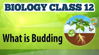 What Is Budding  Reproduction in Plants  Biology Class 12 [upl. by Doolittle]