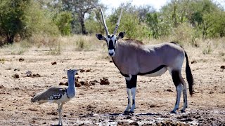 Oryx And Gemsbok Africas Graceful Desert Antelope  The Desert Nomad [upl. by Ylrae]