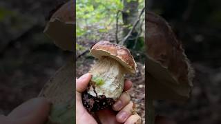 PORCINI SETTEMBRINI 😍porcini boletus funghi funghiporcini boletusedulis fungo porcino [upl. by Otsuaf161]