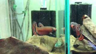 Betta macrostoma wild caught [upl. by Alrats]