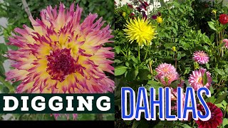 Digging and Storing Dahlias A quothow toquot masterpiece theater [upl. by Lust]