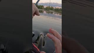 Tail Slapshorts fishing agressive pike angling kayakfishing exciting viral fish blowup [upl. by Kovacs]