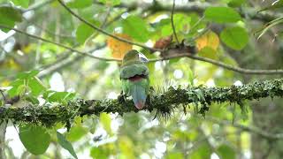 Aulacorhynchus haematopygus  Tucancito Culirrojo  Crimsonrumped Toucanet [upl. by Micheline]