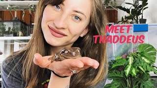 Meet My Whites Tree Frog Thaddeus [upl. by Ginder]