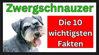 Zwergschnauzer 🐶 Die 10 wichtigsten Fakten dieser Hunderasse [upl. by Tressa960]